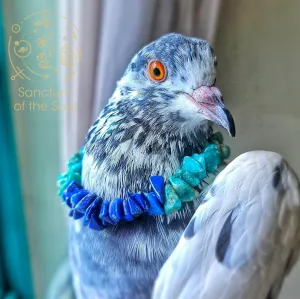 Amazonite & Lapis Lazuli Chip Bracelet